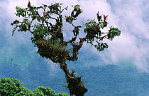 Bromeliads and ephiphytes growing up in tree, cloud forest at 2,500m, Zamora-Chinchipe, in the East Andes, Ecuador, South America