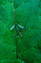 Crane flies (Tipula sp.) mating on leaf. Osnabruck, Germany, Europe