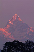 Fishtail mountain, Annapurna range, seen from Pokhara at dawn, Nepal.