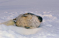 Ringed seal (Phoca hispida) with suckling pup, Svalbard, Norway