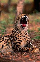 King Cheetah yawning {Acinonyx jubatus} De Wildt WS, South Africa