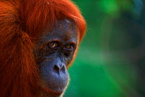 Orang utan (Pongo abelii) female known as 'Edita', Gunung Leuser NP Sumatra, Indonesia