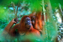 Orang utan (Pongo abelii) female 'Edita' with baby born in 1997, Gunung Leuser NP Sumatra Indonesia
