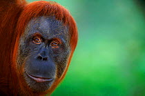 Orang utan (Pongo abelii) female called 'Suma', Gunung Leuser NP Sumatra, Indonesia