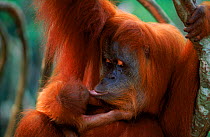 Orang utan (Pongo abelii) female called Suma with male baby, Sumatra, Gunung Leuser NP Indonesia