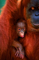 Orang utan (Pongo abelii) female called Suma with male baby, Sumatra, Gunung Leuser NP Indonesia