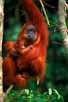 Orang utan (Pongo abelii) female called Suma with male baby, Gunung Leuser NP, Indonesia