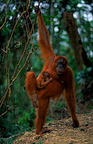Orang utan (Pongo abelii) female called 'Edita' with baby stolen from another female 'Suma', Sumatra, Gunung Leuser NP, Indonesia