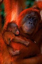 Orang utan {Pongo abelii} female Edita + baby Forester born 1.3.98 Sumatra Leuser NP, Indonesia
