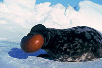 Male Hooded seal nasal display, St Lawrence Gulf, Canada