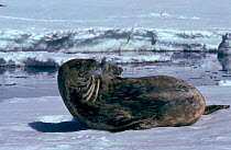 Weddell seal on ice, Antarctica