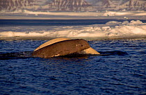 White (beluga) whale with darker young, Canadian arctic.