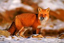 North American red fox in snow. Canada