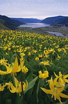 Yellow fawn lilies {Erythronium grandiflorum} on hillside, with town and river in the background. Shuswap, British Columbia, Canada