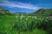 Rocky mountain iris flowering in Yellowstone NP, Wyoming, USA