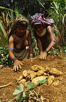 Huli women harvesting sweet potatoes. Irian Jaya / West Papua, Papua New Guinea. 1991. (West Papua).
