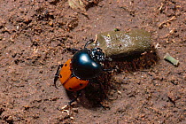 Scarab beetle rolling dung ball {Helictopleurus quadripunctatus} Madagascar.