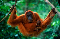 Orang utan {Pongo abelii} female Edita + baby Forester born 1.3.98 Sumatra Gunung Leuser NP Indonesia