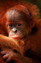 Sumatran Orang utan baby 'Forester' stolen from mother by Edita (Pongo abelii) Gunung Leuser NP, Sumatra, Indonesia