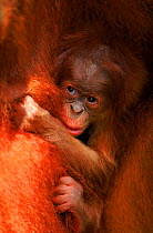 Sumatran Orang utan baby 'Forester' (Pongo abelii), Gunung Leuser NP, Sumatra, Indonesia