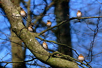 Flock of Bramblings {Fringilla montifringilla} perched in Beech tree in winter, Wiltshire, UK