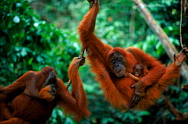 Orang utan {Pongo abelii} Edita + baby Forester + male. Sumatra, Gunung Leuser NP, Indonesia.