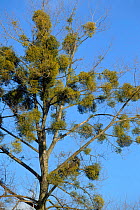 Mistletoe {Viscum album} in White poplar {Populus alba} tree. Poland.