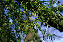 Mistletoe {Viscum album} with berries, Glos, UK.