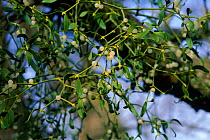 Mistletoe with berries {Viscum album} Glos, UK.