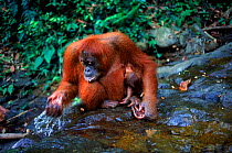 Orang utan {Pongo abelii} female drinking with weak baby Gunung Leuser NP Sumatra Indonesia. Edita has stolen Forester from Suma.