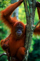 Female Sumatran Orang utan 'Edita' with weak male baby 'Forester', stolen from another mother 'Suma' (Pongo abelii) Gunung Leuser NP, Sumatra Indonesia. Edita had recently lost her own baby.
