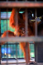 Female Sumatran Orang utan 'Edita' (Pongo abelii) in cage eating banana containing tranquiliser so that stolen baby 'Forester' can be taken from her. Gunung Leuser NP, Sumatra, Indonesia. Edita snatch...