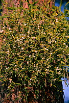 Mistletoe with berries on tree trunk {Viscum album} Segovia, Spain.
