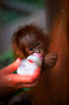 Male baby Sumatran orang utan 'Forester' {Pongo abelii} being bottle fed to rehydrate after being kidnapped by another female 'Edita'. Gunung Leuser NP, Sumatra, Indonesia.