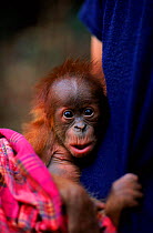 Male baby Sumatran orang utan (Pongo abelii) 'Forester' with human volunteer, rescued from 'Edita', a female who had stolen the baby from its mother 'Suma'. Gunung Leuser NP, Sumatra, Indonesia.