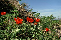 Greig's tulip, South Kazakhstan, Western Tien Shan mountains