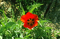 Greig's tulip {Tulipa greigii} South Kazakhstan, Western Tien Shan mountains, Russia