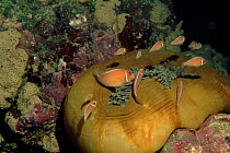 Pink anemonefish on closed anemone, Coral Sea, Australia