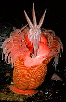 Sea anemone feeds on starfish, Puget Sound, Washington, USA
