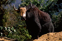 Wild yak {Bos mutus} Central Bhutan Phobjika valley