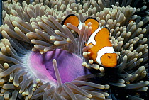 False clown anemonefish {Amphiprion occellaris} in Magnificent sea anemone {Heteractis magnifica} Papua New Guinea.