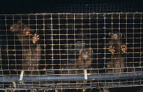 Caged American mink on mink farm (Mustela vision) Staffordshire, UK