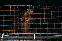 Caged American mink {Mustela vision} on mink farm, Staffordshire, UK