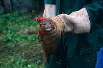 American mink {Mustela vision} recaught after escape, Staffordshire, UK