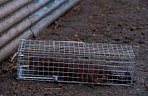 American mink {Mustela vision} in retrap cage after escape, Staffordshire, UK