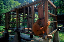 Female Sumatran orang utan {Pongo abelii} Edita breaks out of cage, Gunung Leuser NP, Sumatra, Indonesia
