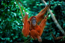 Female Sumatran Orang utan 'Edita' {Pongo abelii} hanging from tree, Gunung Leuser NP, Sumatra, Indonesia.