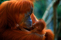 Female Sumatran Orang utan {Pongo abelii} 'Suma' reunited with baby 'Forester' (part of baby snatching story), Gunung Leuser NP, Sumatra, Indonesia.