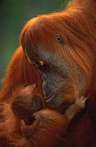 Sumatran Orang utan (Pongo abelii) female 'Suma' looking at her male baby 'Forester' in her arms, Gunung Leuser NP, Sumatra, Indonesia