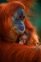 Orang utan {Pongo abelii} Suma with baby. Gunung Leuser NP Sumatra Indonesia.